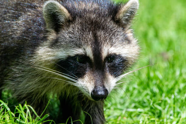 istock Closeup of raccoon face 1179087629