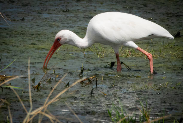 istock White ibis in swamp 1179087677