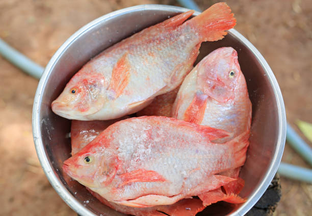 Raw red tilapia fish with salt in bowl.