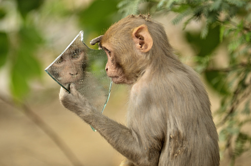 Monkey looking at its image in a broken piece of mirror carelessly littered by a passerby.