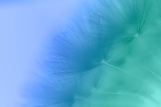 Dandelion seed, macrophotography, extreme close up with copy space, no people, nature background image