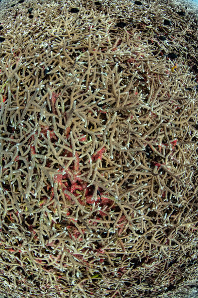 istock group of coral reef top down view 1179092333