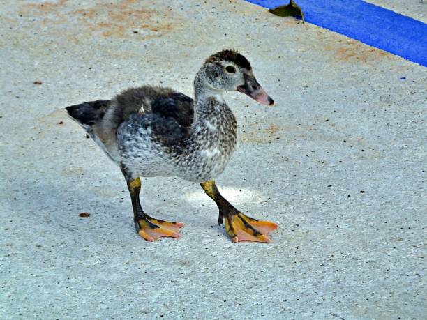 istock Muscovy Duck (Cairina moschata) - duckling walking in the road 1179093744
