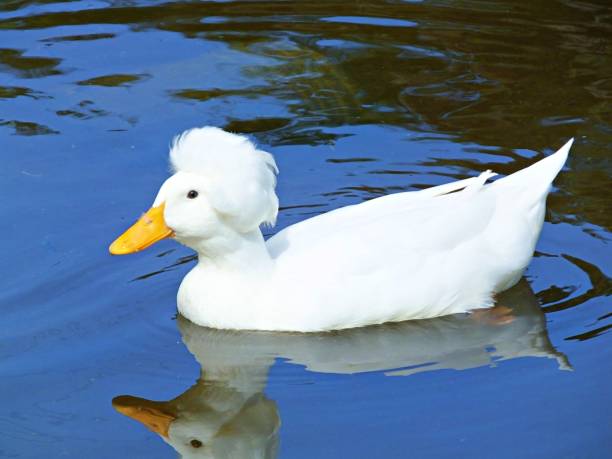 istock Crested Pekin Duck (Anas platyrhynchos domestica) swimming in a canal 1179094916
