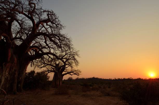 바오밥 일출. - kruger national park sunrise south africa africa 뉴스 사진 이미지