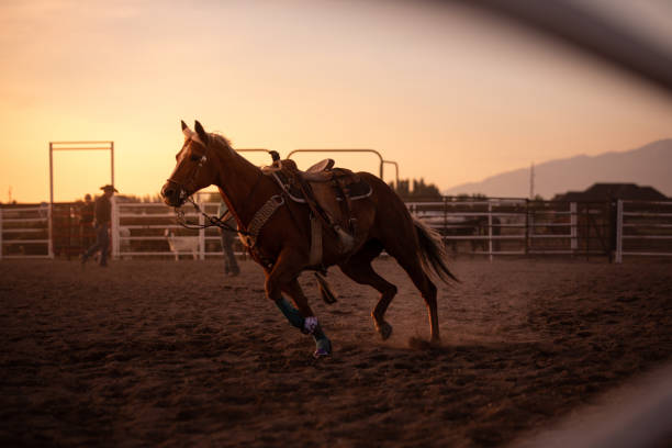 istock Horse galloping without rider at rodeo arena 1179098756