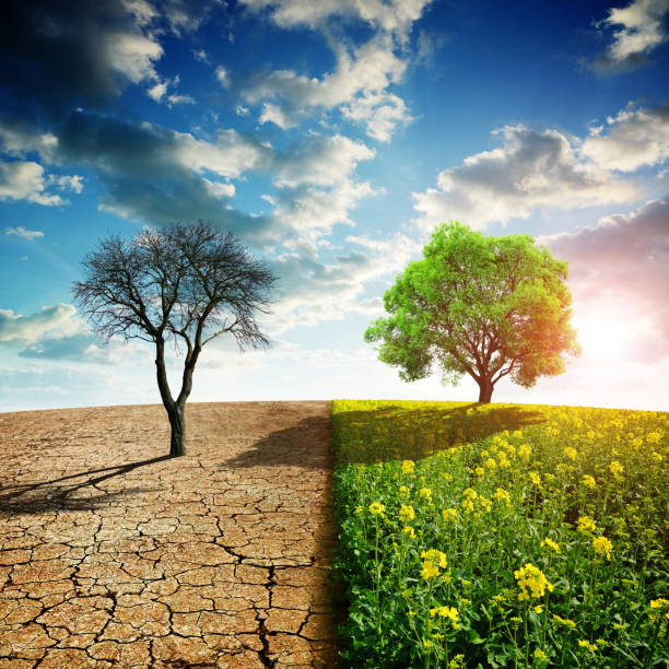 istock Dry country with cracked soil and rapeseed field. 1179100430
