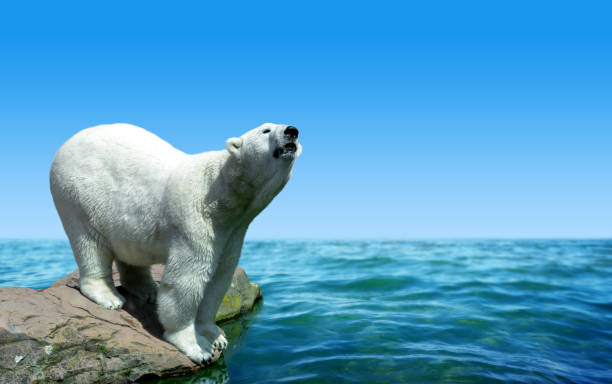 istock Polar bear stand on the rock. Global warming theme. 1179100517