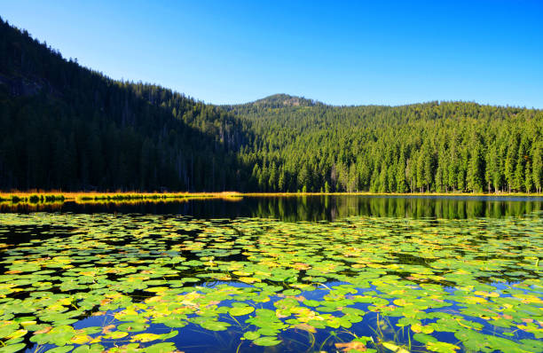 istock Moraine lake Grosser Arbersee, Bavarian forest, Germany. 1179101193