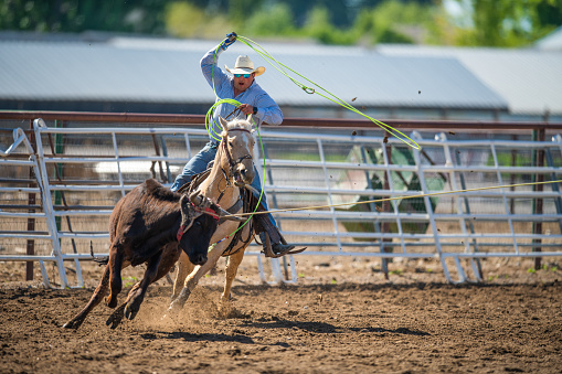 Team roping rodeo action