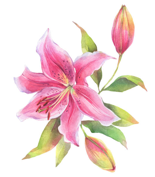 istock Floral composition of lily flowers. 1179103881