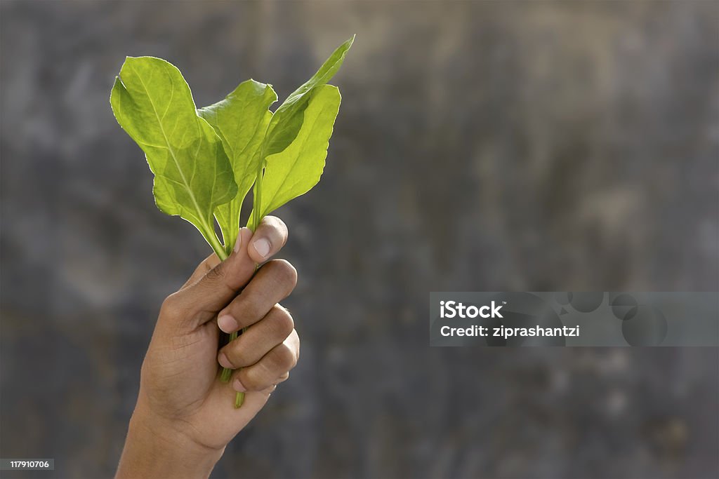 Frischer Spinat - Lizenzfrei Blatt - Pflanzenbestandteile Stock-Foto