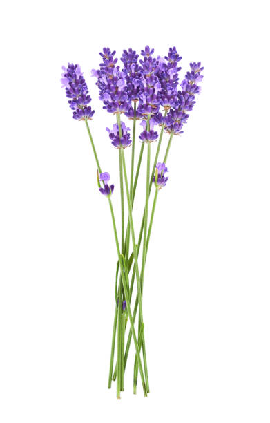 istock Lavender flowers isolated on white background. 1179109720