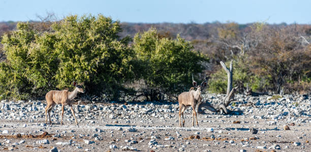 istock Kudus in Etosha National Park 1179111976