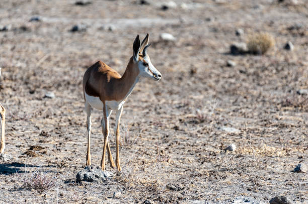 istock Impalas in Etosha National Park 1179111986