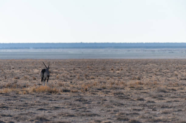 istock Oryx in Etosha National Park 1179111996