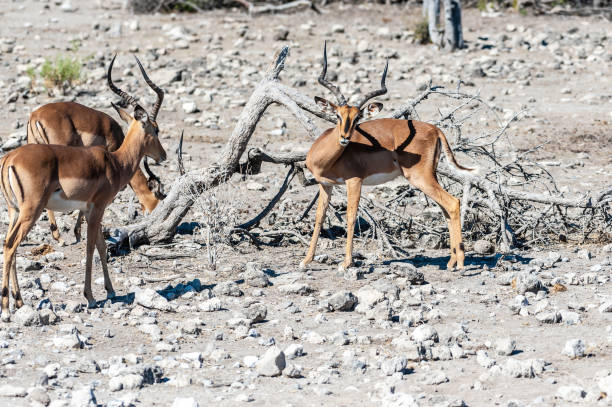 istock Impalas in Etosha National Park 1179112002