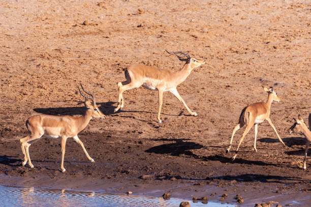 istock Restless Impalas near a waterhole 1179112030
