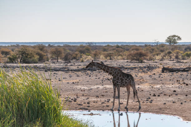 istock Giraffes in Etosha National Park 1179112073