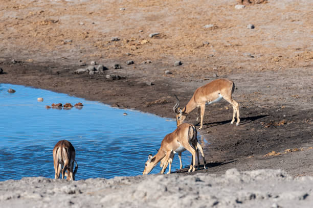 istock Impalas near a waterhole in Etosha 1179112105
