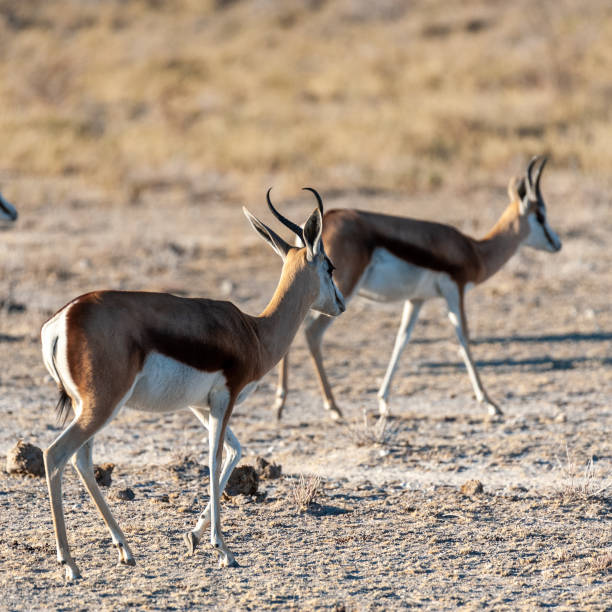 istock Impalas in Etosha National Park 1179112106
