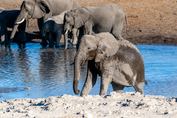 istock African Elephants drinking at a waterhole 1179112109