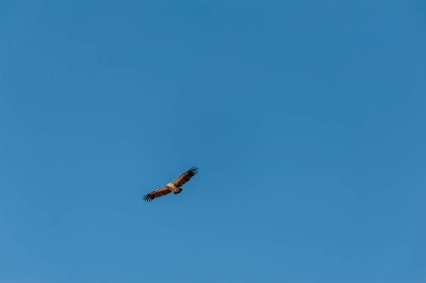 weißkopfgeier im flug über etosha - white headed eagle stock-fotos und bilder