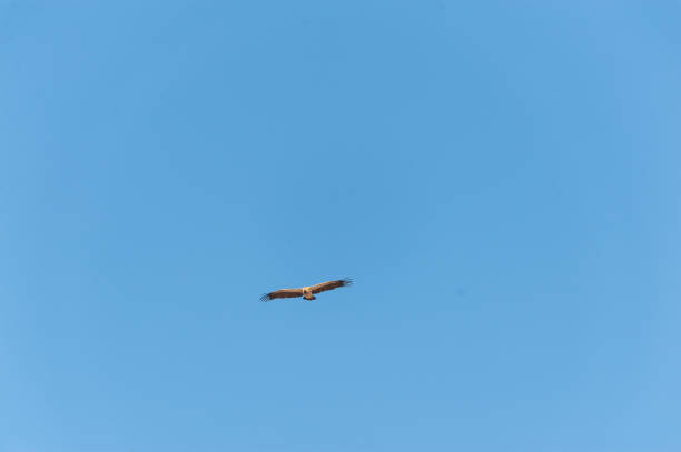 weißkopfgeier im flug über etosha - white headed eagle stock-fotos und bilder