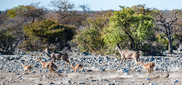 istock Kudus and Impalas running around a waterhole 1179112177