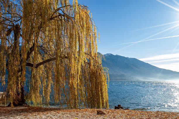 Yellow and orange weeping willow tree (Salix babylonica) in winter. Beach of the village of Limone sul Garda, with the lake and the Mount Baldo, Lombardy and Veneto, Italy, Europe