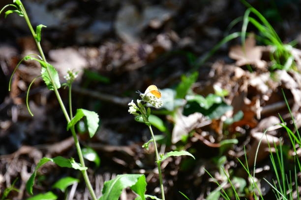 istock orange tip butterfly in the forest 1179113975