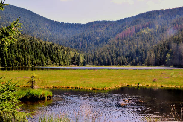 istock landscape of the bavarian forest 1179114185