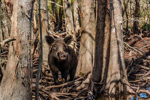 Louisiana Bayou: Wlid boar sus scrofa in the swamps of Louisiana in the vecinity of New Orleans