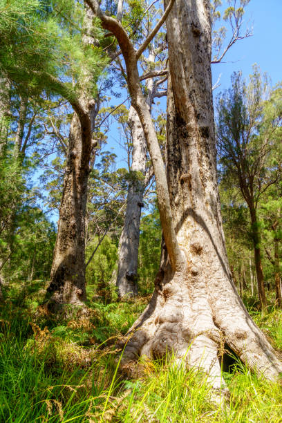 istock Thick woodland in Western Australia 1179115004