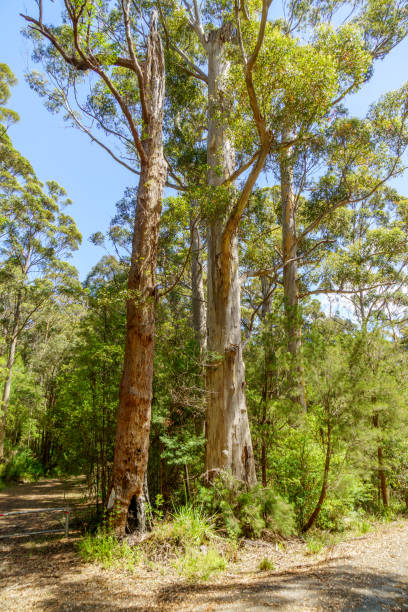 istock Thick woodland in Western Australia 1179115082