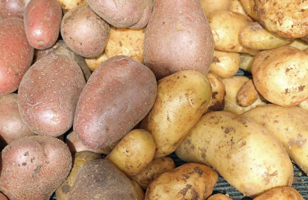 istock background of yellow and red potatoes 1179115281