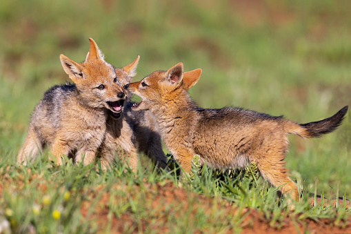 Three Black Backed Jackal puppies play in short green grass to develop their skills