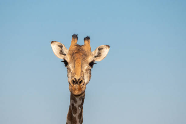 istock Giraffe Head Close-Up, Etosha NP 1179115940