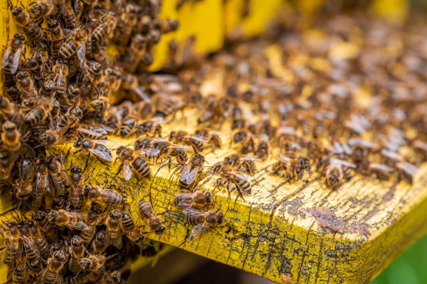 экологические ульи, полные пчел в летнем саду - 7677 стоковые фото и изображения