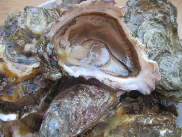 istock Oysters  French culture 1179117086
