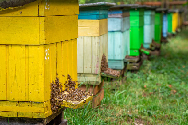 ruches faites à la main avec des abeilles, été dans la campagne - 7679 photos et images de collection