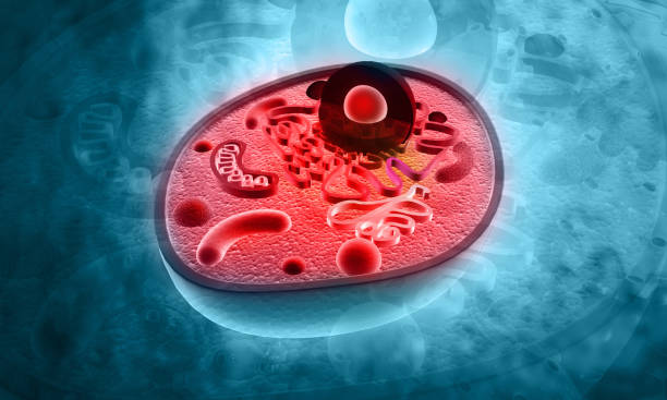 青い背景のセル構造 - human cell cell laboratory animal cell ストックフォトと画像