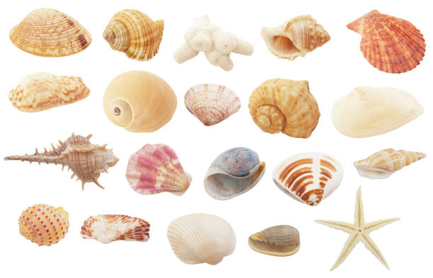 istock Assortment of seashells and starfishes isolated 1179118266