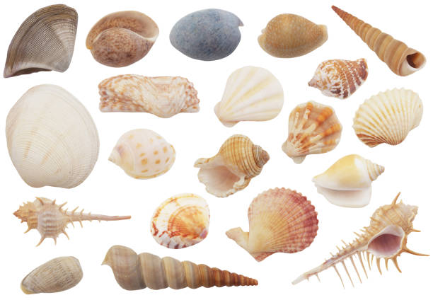 istock Assortment of seashells and starfishes isolated 1179118313