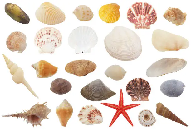 Photo of Assortment of seashells and starfishes isolated