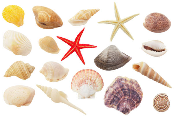 istock Assortment of seashells and starfishes isolated 1179118337