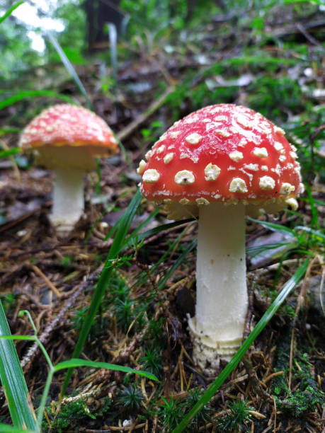 istock Pair of beautiful fly agaric toadstools in their natural habitat 1179118423