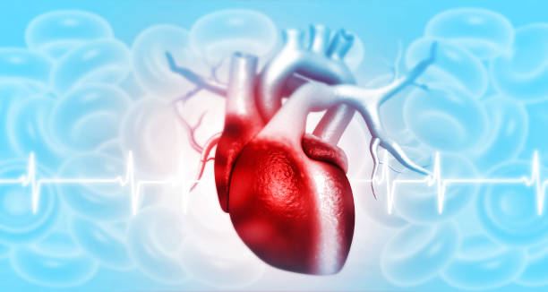 istock Anatomy of Human Heart 1179118526