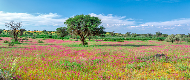 Violet flowering Kalahari desert after rain season, South Africa wilderness