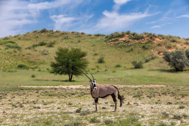 istock Gemsbok, Oryx gazella in Kalahari 1179118583